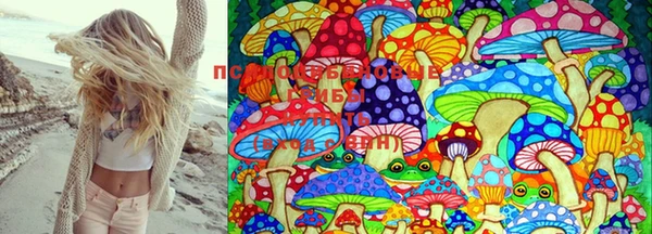 PSILOCYBIN Бронницы